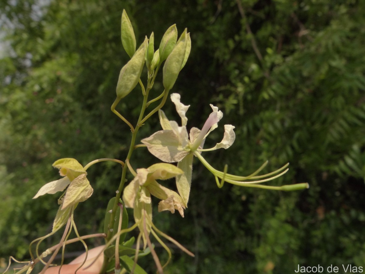 Cadaba fruticosa (L.) Druce